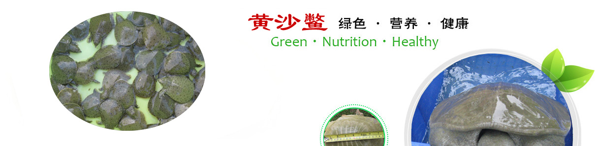 黄沙鳖苗