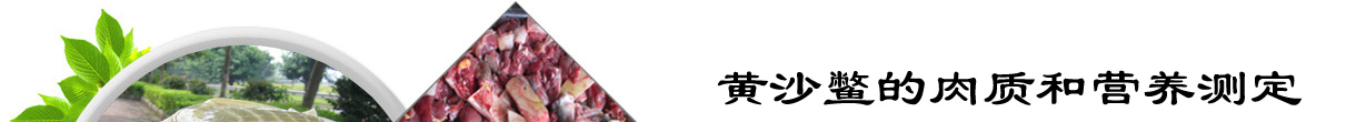 黄沙鳖养殖技术