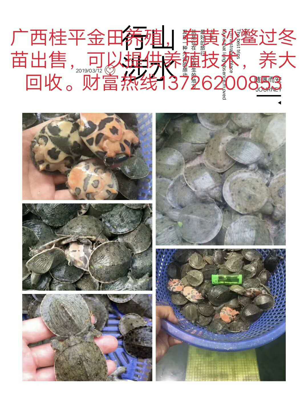 谁知道广西/广东那里有黄沙鳖的种苗卖啊?