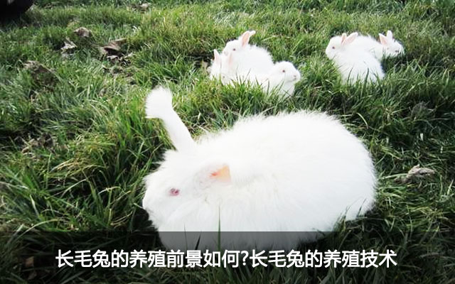 长毛兔养殖前景如何?长毛兔养殖技术
