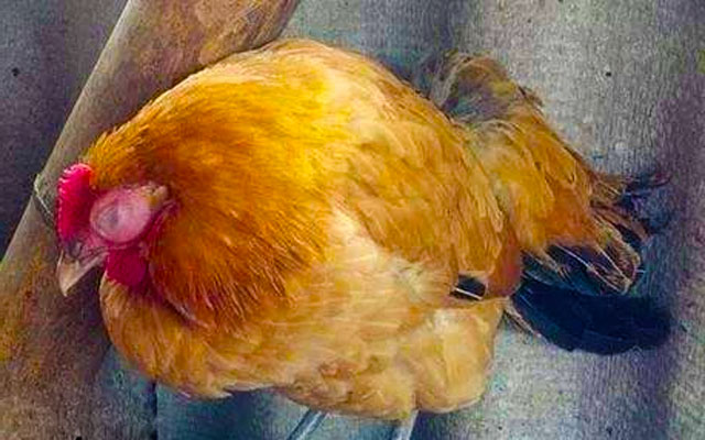 鸡干瘦病是什么原因导致的以及鸡干瘦病如何去治疗