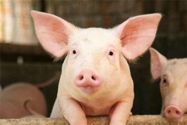 猪的养殖技术之猪的养殖注意事项