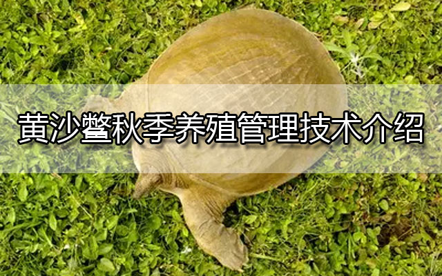 黄沙鳖秋季养殖管理技术介绍
