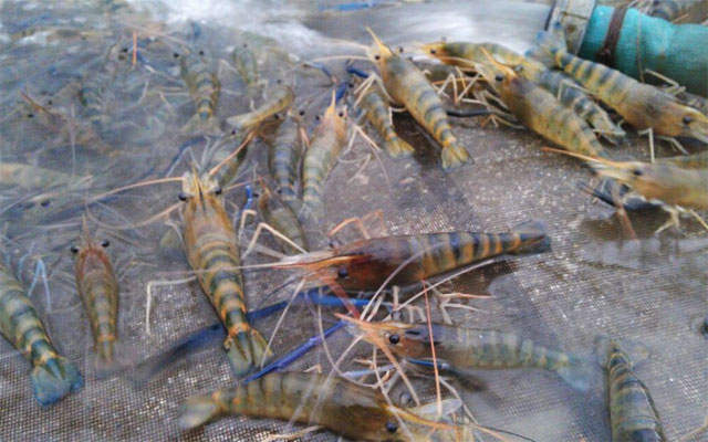 罗氏沼虾养殖技术要点有哪些？