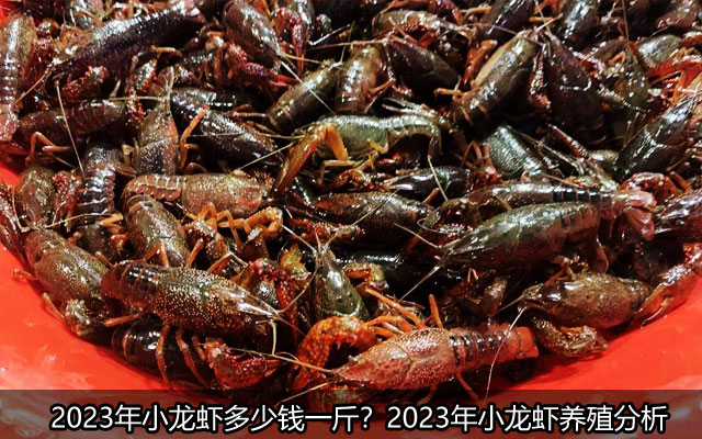 2023年小龙虾多少钱一斤？2023年小龙虾养殖分析