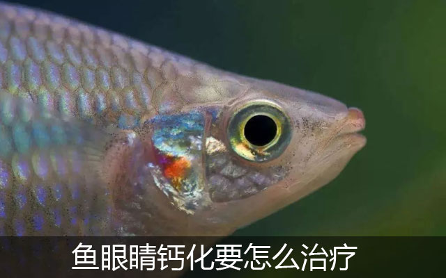 鱼眼睛钙化要怎么治疗