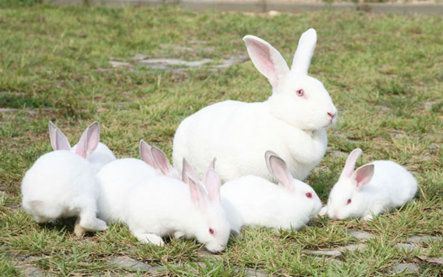 养殖的肉兔有滋补作用吗