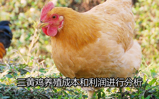 三黄鸡养殖成本和利润进行分析