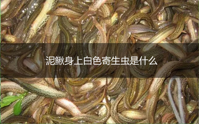 泥鳅身上白色寄生虫是什么