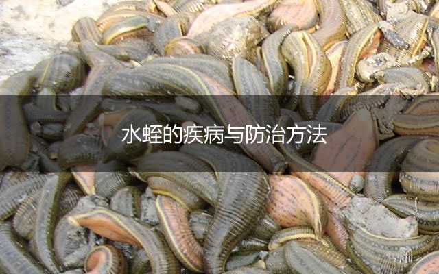 水蛭的疾病与防治方法