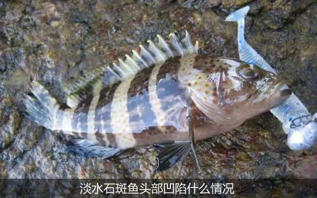 淡水石斑鱼头部凹陷什么情况