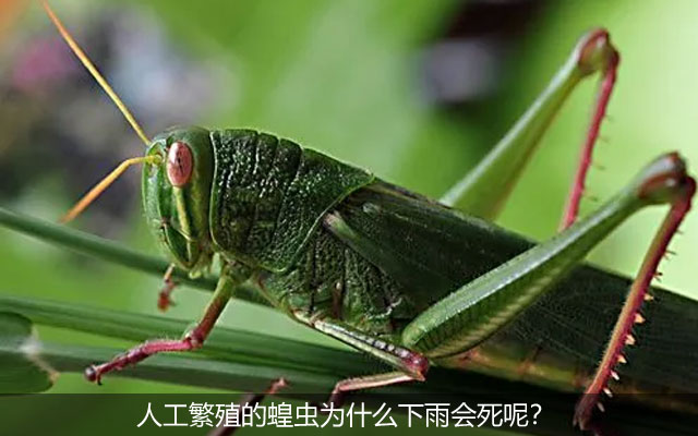 人工繁殖的蝗虫为什么下雨会死呢？