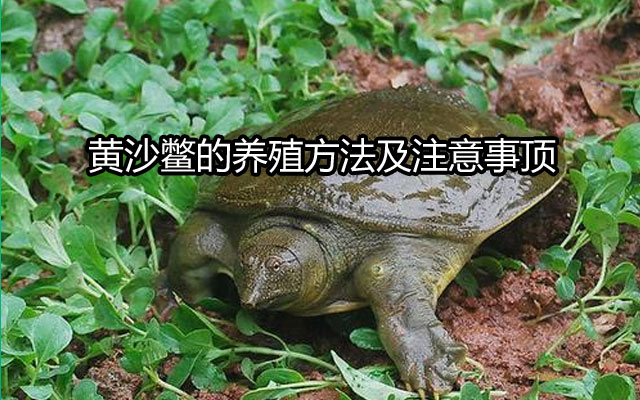 黄沙鳖的养殖方法及注意事顶