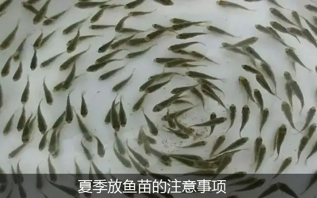 夏季放鱼苗的注意事项