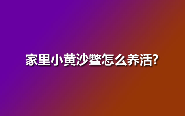 家里小黄沙鳖怎么养活?