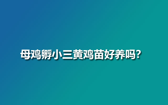 母鸡孵小三黄鸡苗好养吗？