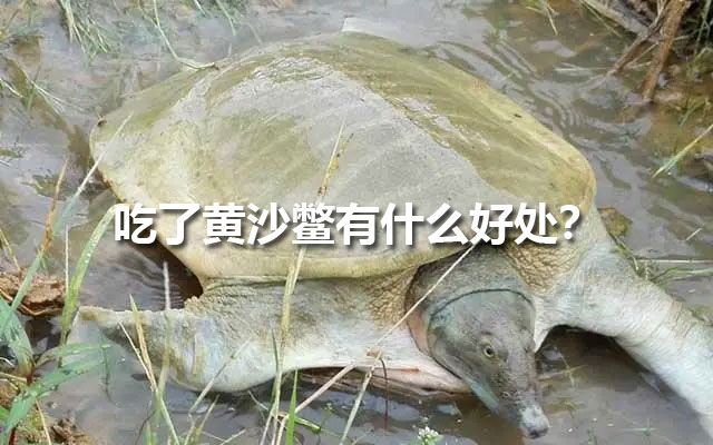 吃了黄沙鳖有什么好处？