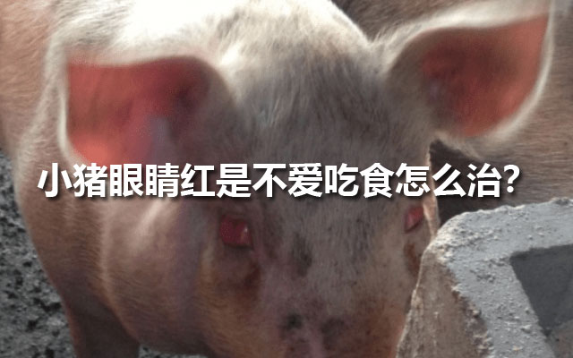 小猪眼睛红是不爱吃食怎么治？