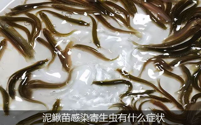 泥鳅苗感染寄生虫有什么症状