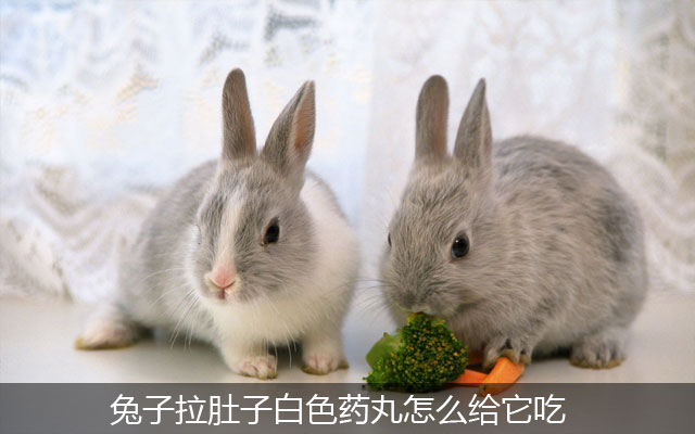 兔子拉肚子白色药丸怎么给它吃