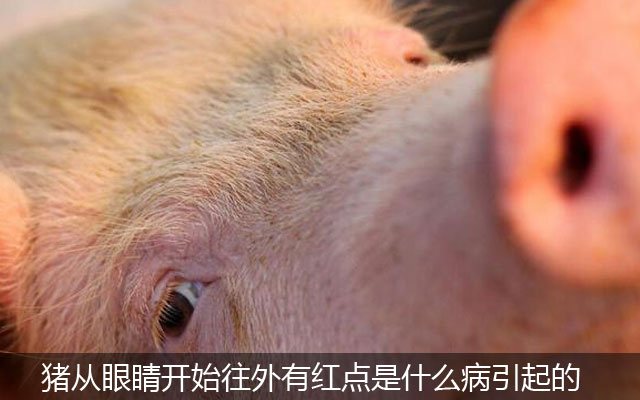 猪从眼睛开始往外有红点是什么病引起的