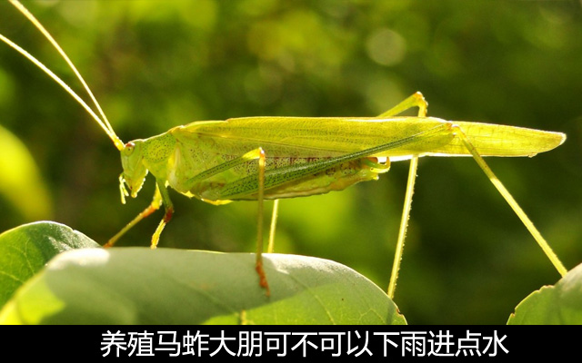 养殖马蚱大朋可不可以下雨进点水