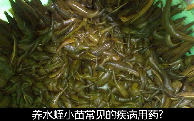 养水蛭小苗常见的疾病用药?