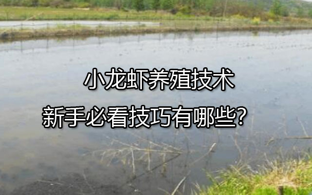 小龙虾养殖技术新手必看技巧有哪些？