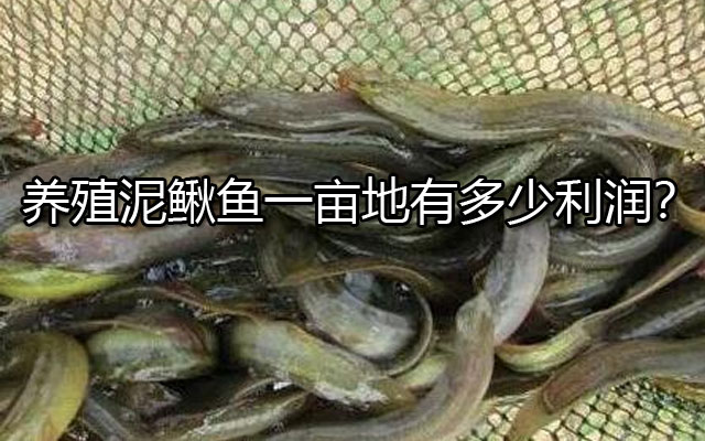 养殖泥鳅鱼一亩地有多少利润？