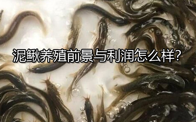 泥鳅养殖前景与利润怎么样？