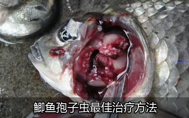 鲫鱼孢子虫病是一种常见的鱼类寄生虫疾病，鲫鱼孢子虫最佳治疗方法