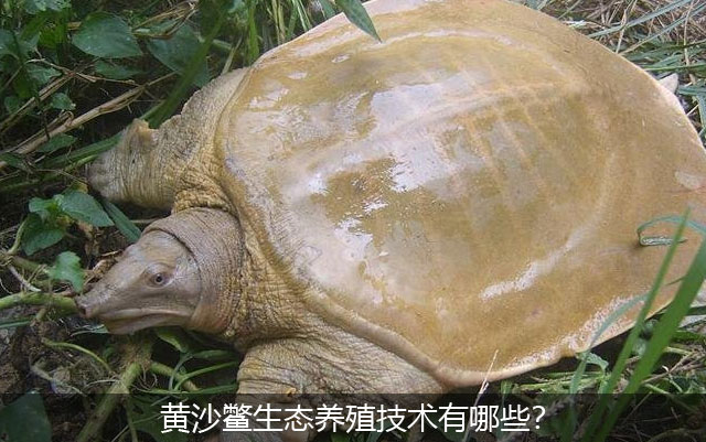 黄沙鳖生态养殖技术有哪些？