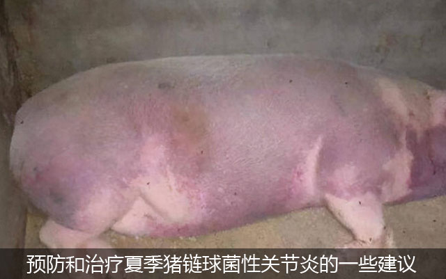 预防和治疗夏季猪链球菌性关节炎的一些建议