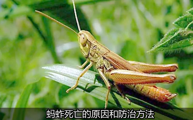 蚂蚱死亡的原因和防治方法