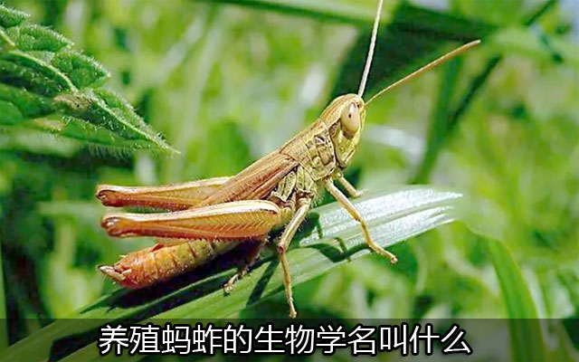 养殖蚂蚱的生物学名叫什么