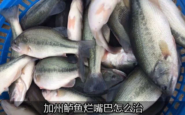 加州鲈鱼烂嘴巴怎么治