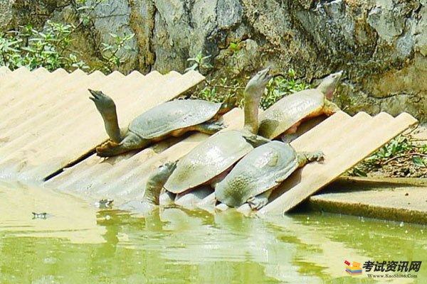 黄沙鳖病的预防方法