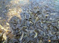 泥鳅养殖技术-泥鳅有哪些品种？