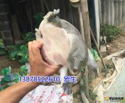 猪肉都猛升价格，中秋约定特大黄沙鳖老水鱼