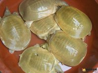 【黄沙鳖】视频：市面没有卖的正宗野生水鱼黄沙鳖批发