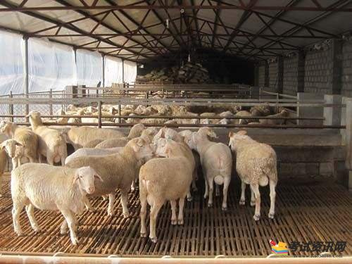 在养殖行业中养殖羊的风险是最少的 