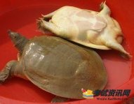 黄沙鳖是什么？黄沙鳖主要生长在哪里？