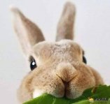 兔子气管梗阻噎到怎么办呢？如何预防呢？