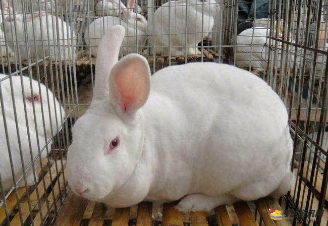 兔子养殖技术之兔子到底害怕什么呢？