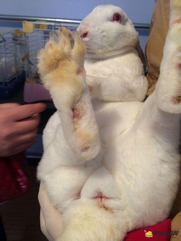 如何预防兔子得脚皮炎呢?