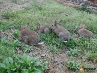 饲养兔子的注意事项：兔子不能吃的食物有哪些？