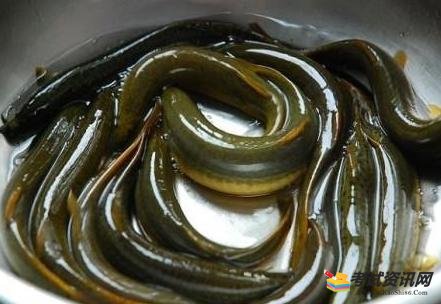 泥鳅寄生虫有哪些种类和危害症状？