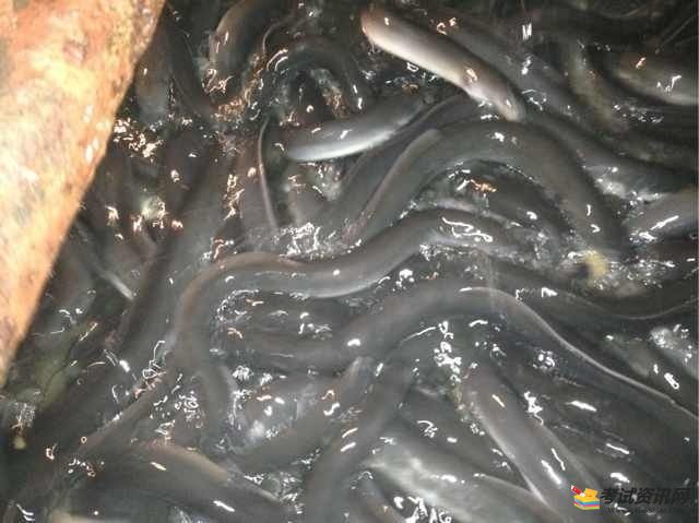 2020年的鳗鱼多少钱一斤及其2020年养殖鳗鱼有前景吗？