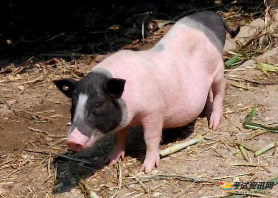 香猪的繁殖力受哪些因素影响？
