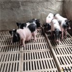 养殖有机香猪有前景吗？养殖有机香猪的经济效益如何？